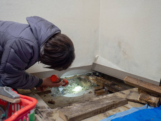Best Mold Damage Restoration  in University, MS